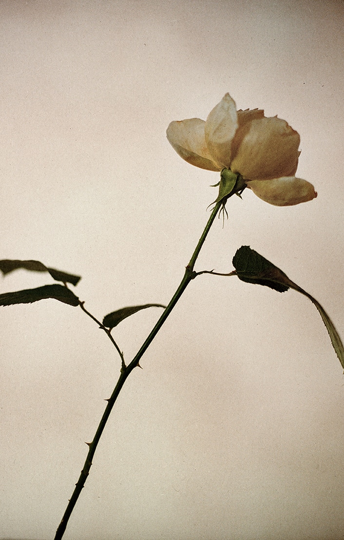 Charlotte Perriand rose Charlotte Perriand rose